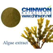 Emollient and Skin Conditioning Brown Algae Fucus Extract
